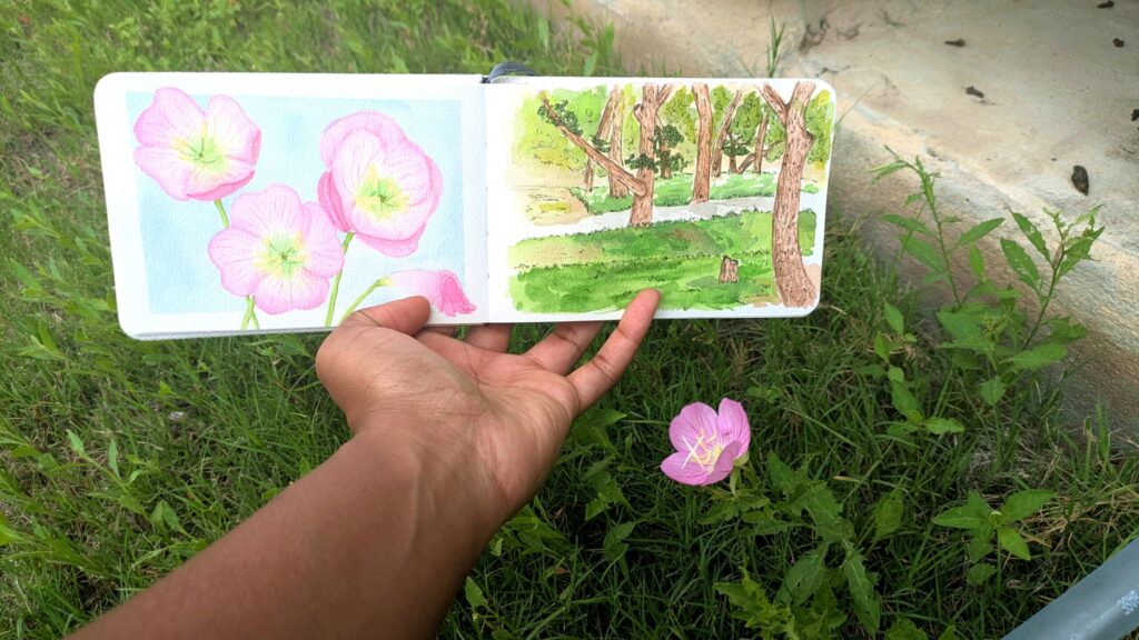 A hand holds a sketchbook open behind a single pink evening primrose sprouting from the ground. The panting on the left page of the sketchbook is of an assortment of pink evening primroses.